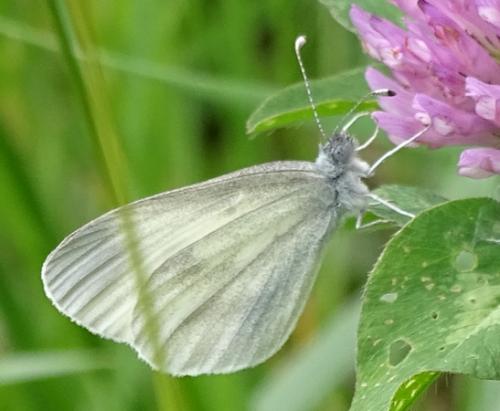 Leptidea sinapis
